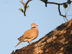 Streptopelia vinacea