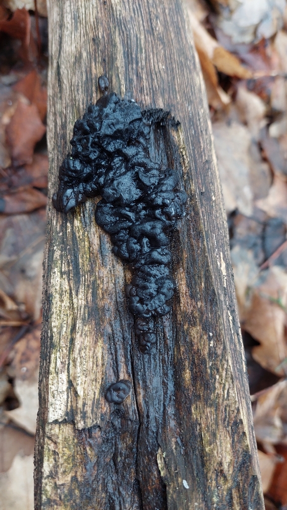 Exidia nigricans · December 2025 · photo: © viktorstrenada (iNaturalist, cc-by)