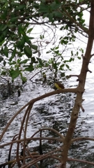 Pitangus sulphuratus