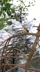 Pitangus sulphuratus