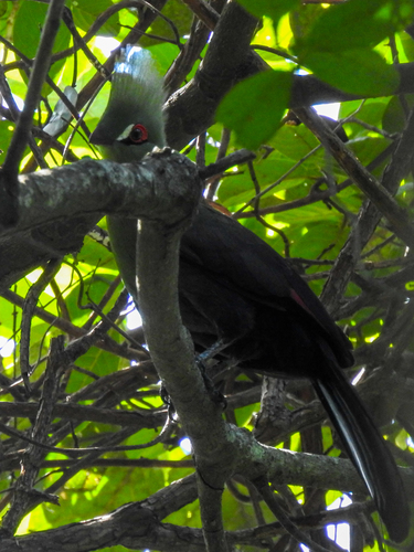 Guinea Turaco
