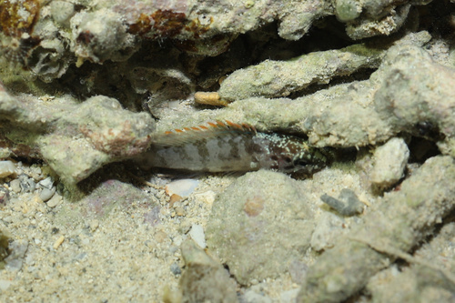 Plesiops coeruleolineatus observed 2025-12-21