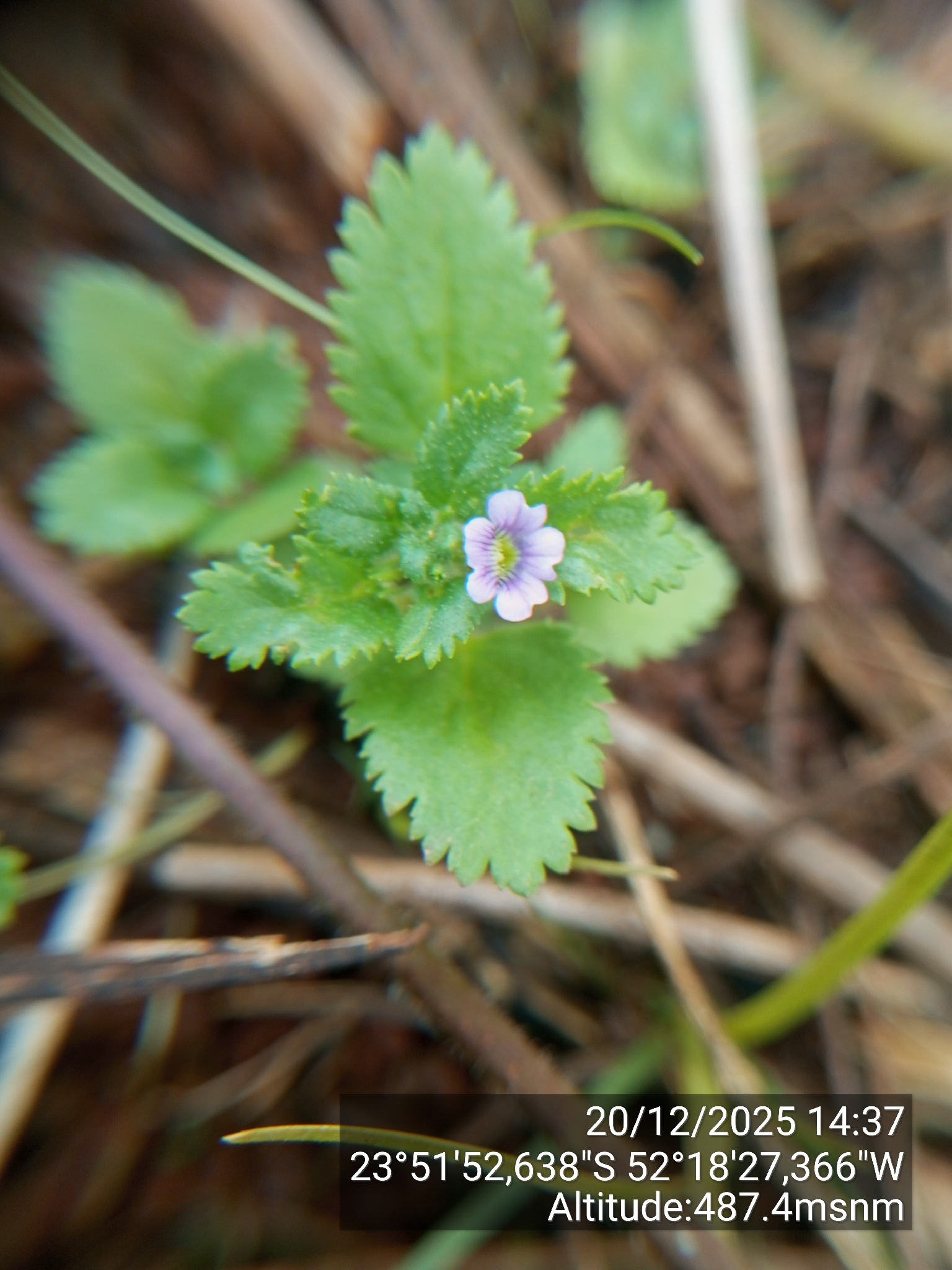 Stemodia verticillata