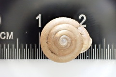 Inflectarius rugeli