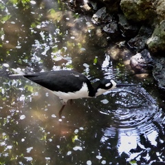 Himantopus mexicanus