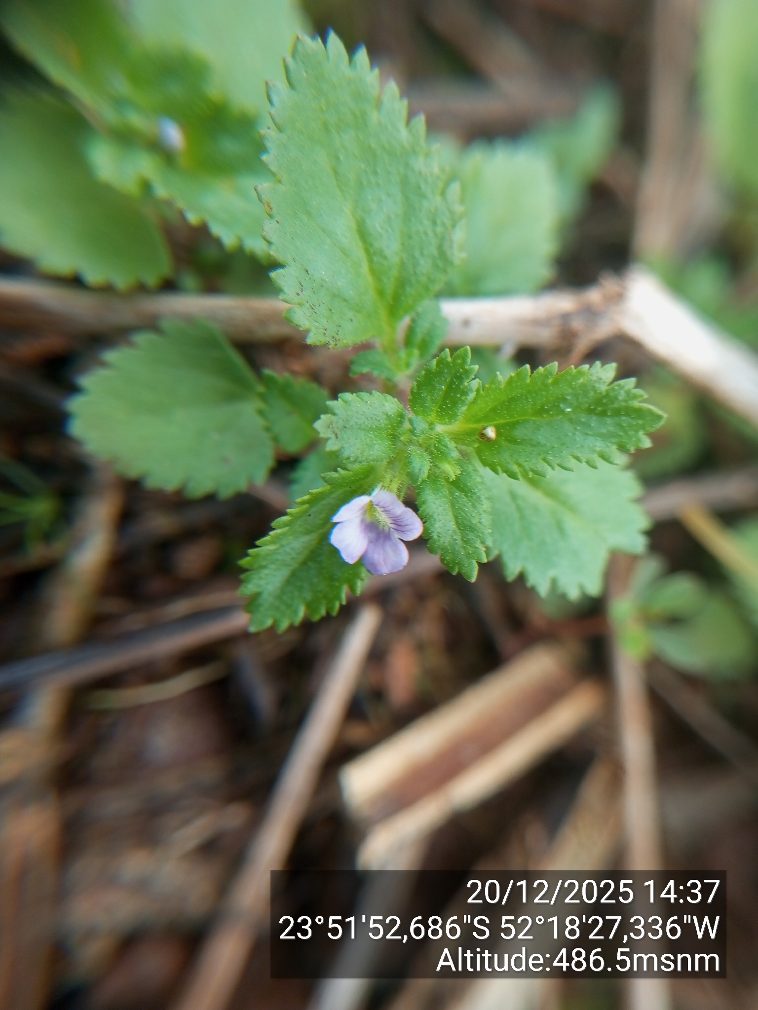 Stemodia verticillata