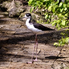 Himantopus mexicanus