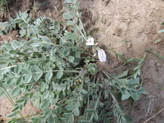 Astragalus testiculatus