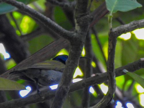 Green-headed Sunbird