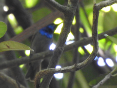 Cyanomitra verticalis