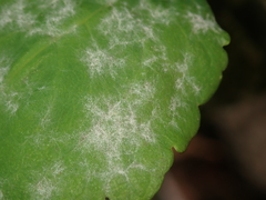 Erysiphe macleayae