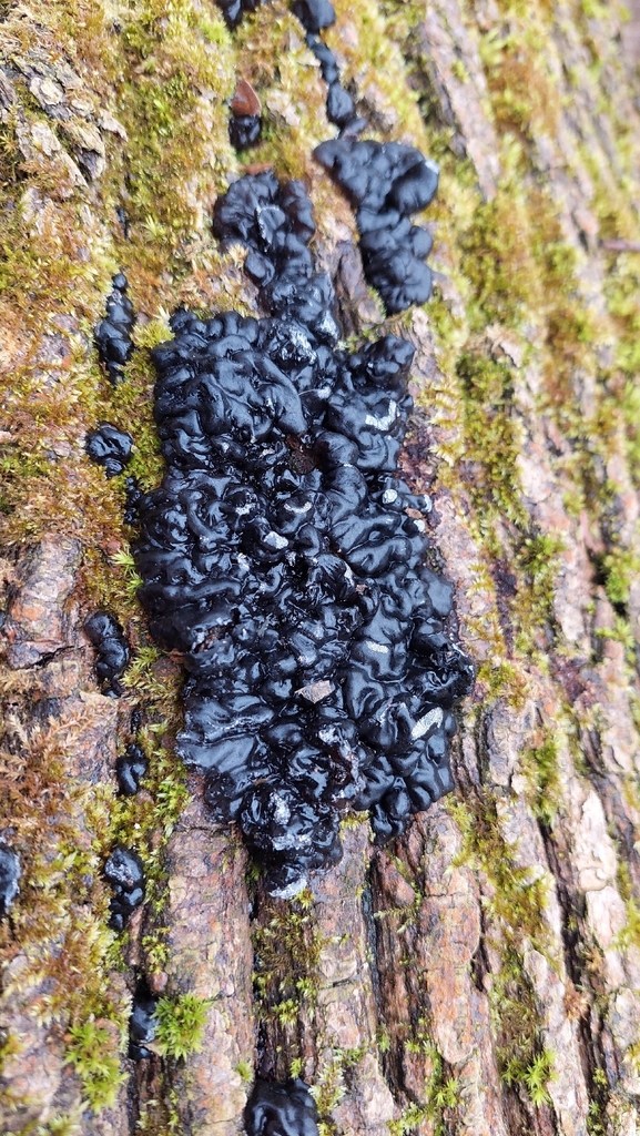 Exidia nigricans · December 2025 · photo: © viktorstrenada (iNaturalist, cc-by)