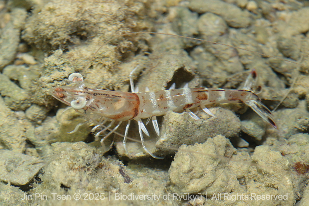 Redspot king prawn