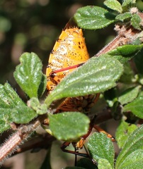 Alcaeorrhynchus phymatophorus