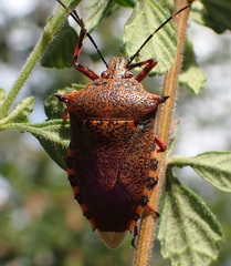 Alcaeorrhynchus phymatophorus