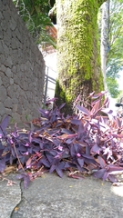 Tradescantia pallida