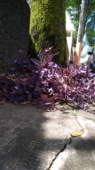 Tradescantia pallida