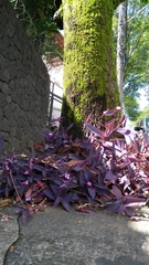 Tradescantia pallida