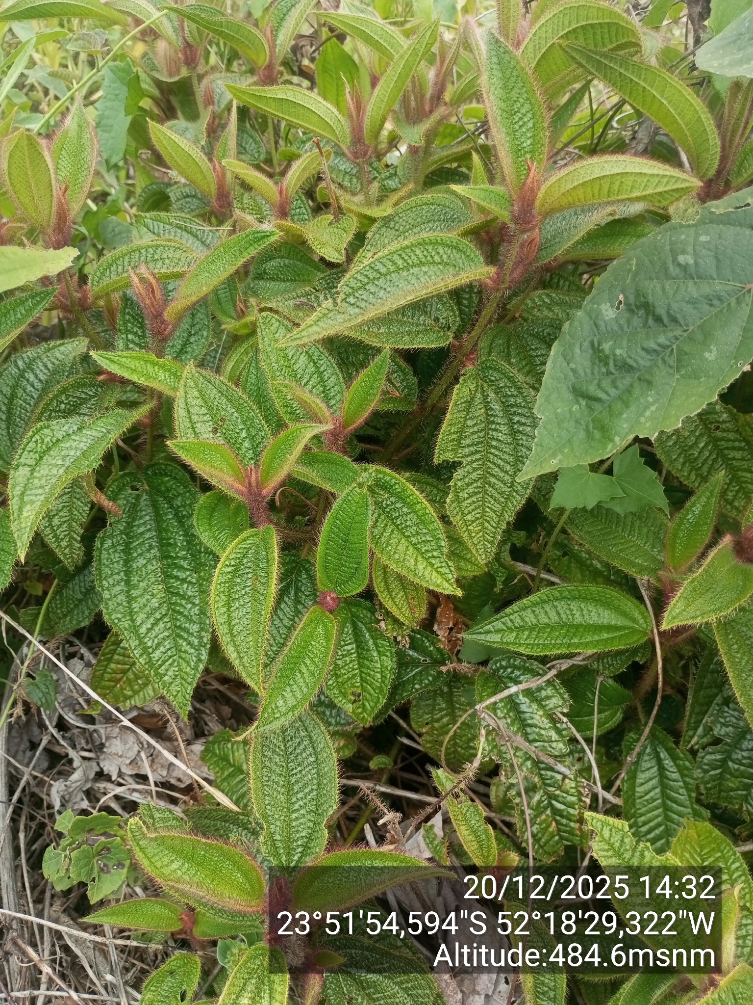 Miconia australis