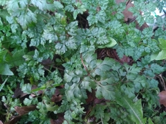 Geranium robertianum