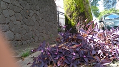 Tradescantia pallida