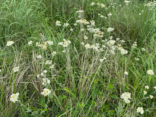 Lute Everlasting (Helichrysum panduratum)