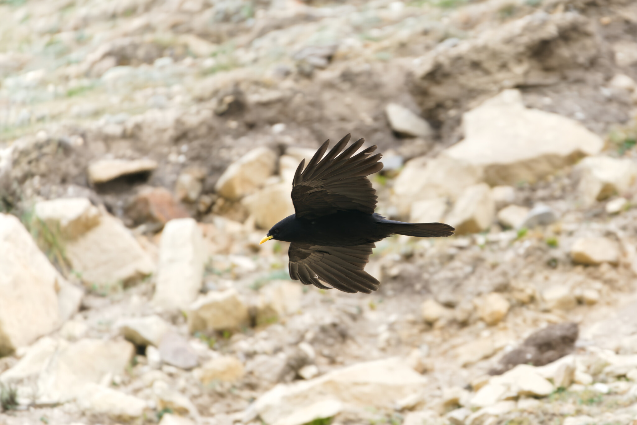 Alpine Chough