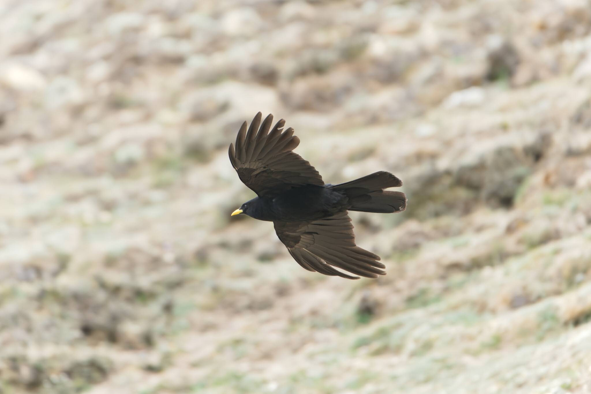 Alpine Chough