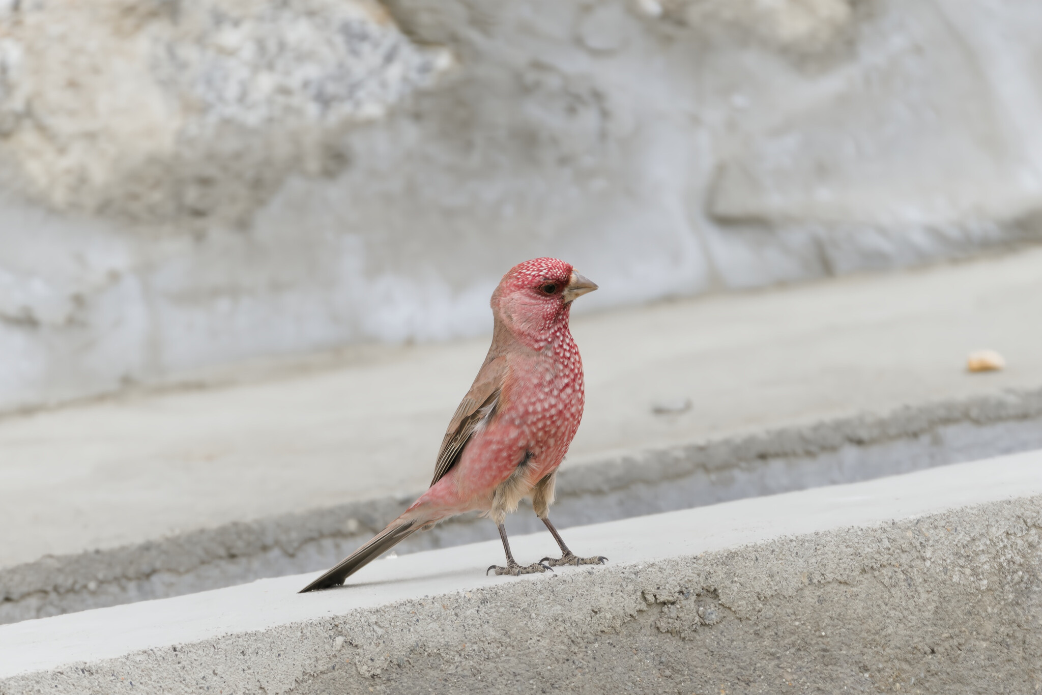 Great Rosefinch