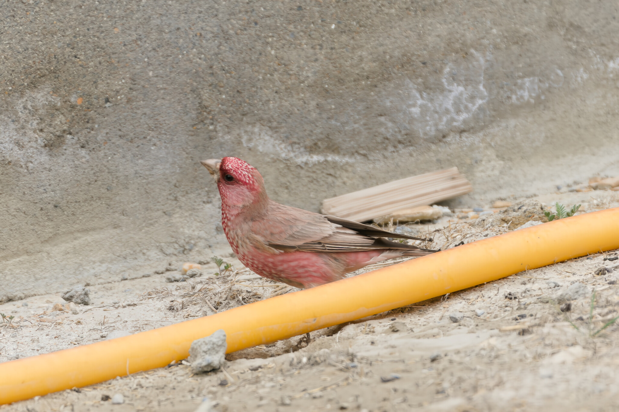Great Rosefinch