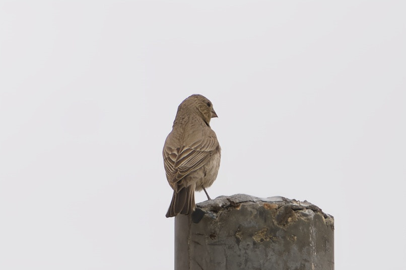 Great Rosefinch