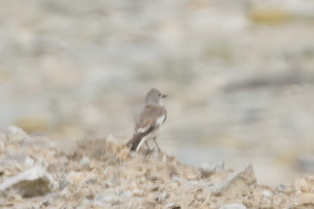 Black-winged Snowfinch