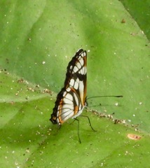 Eresia letitia