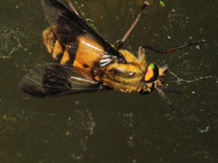 Chrysops viduatus