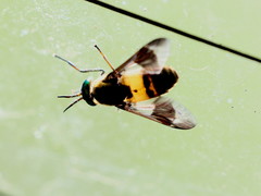 Chrysops viduatus