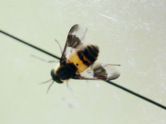 Chrysops viduatus