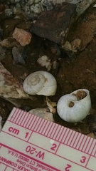 Sonorella allynsmithi