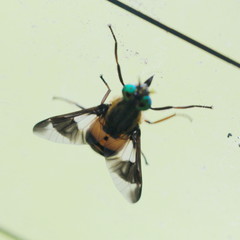 Chrysops viduatus
