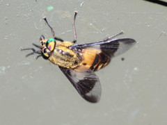 Chrysops viduatus