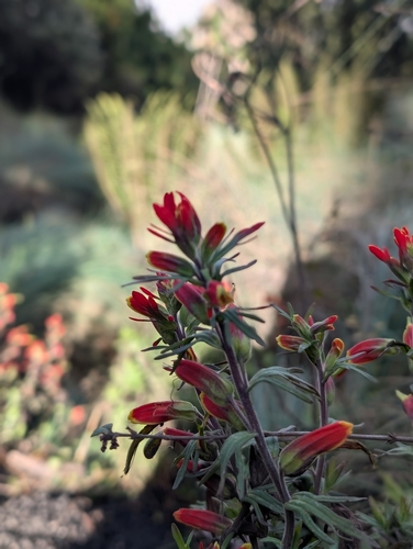Castilleja pectinata (Castilleja pectinata)
