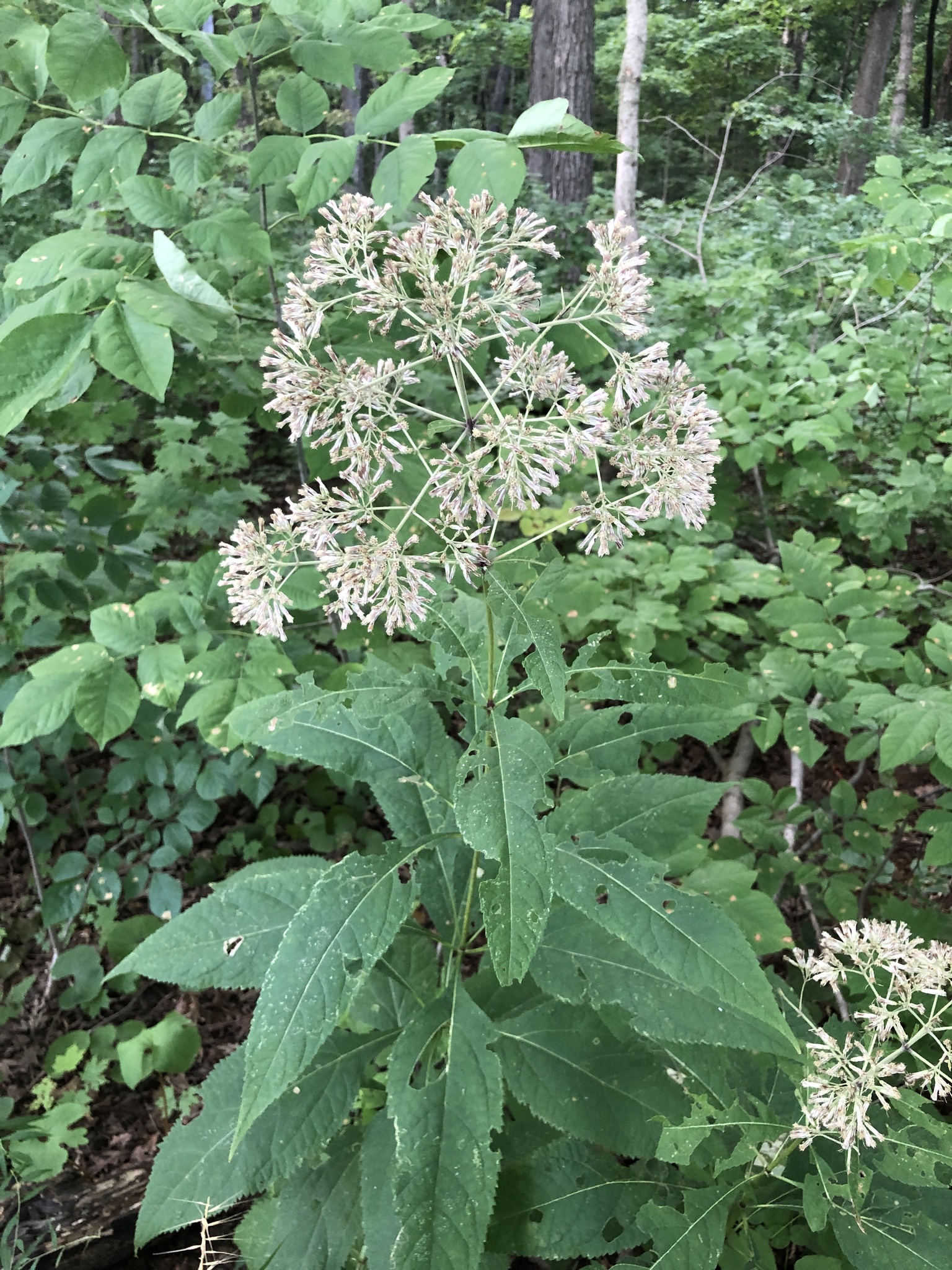 Gravelroot (Eutrochium purpureum)