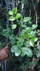 Zanthoxylum petiolare