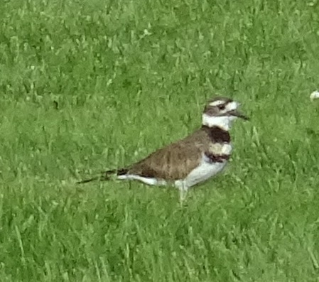 Killdeer photographed in Indiana