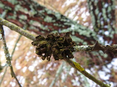 Tuckermanopsis sepincola