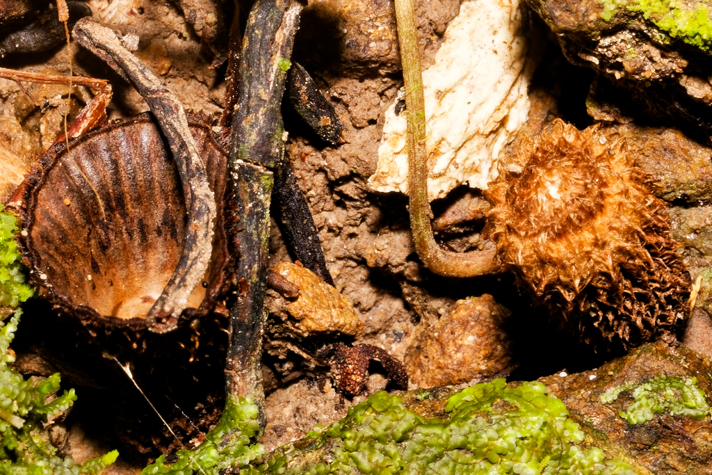 Cyathus striatus · December 2025 · photo: © schneehagen (iNaturalist, cc-by-sa)