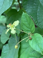 Sphedamnocarpus pruriens pruriens