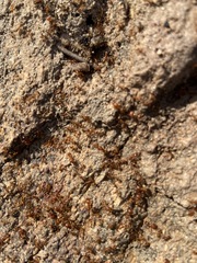 Pheidole hyatti