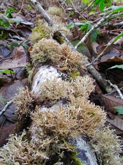 Sphaerophorus venerabilis