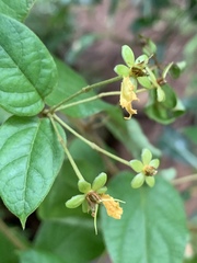 Sphedamnocarpus pruriens pruriens