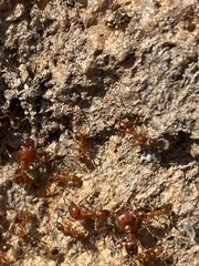 Pheidole hyatti